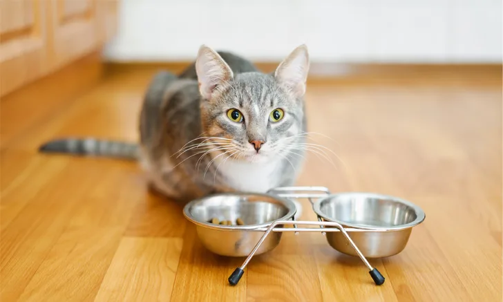 A gray and white cat seated in front of two silver feeding bowls.
