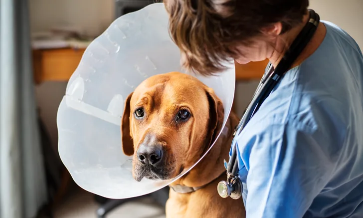 dog in cone