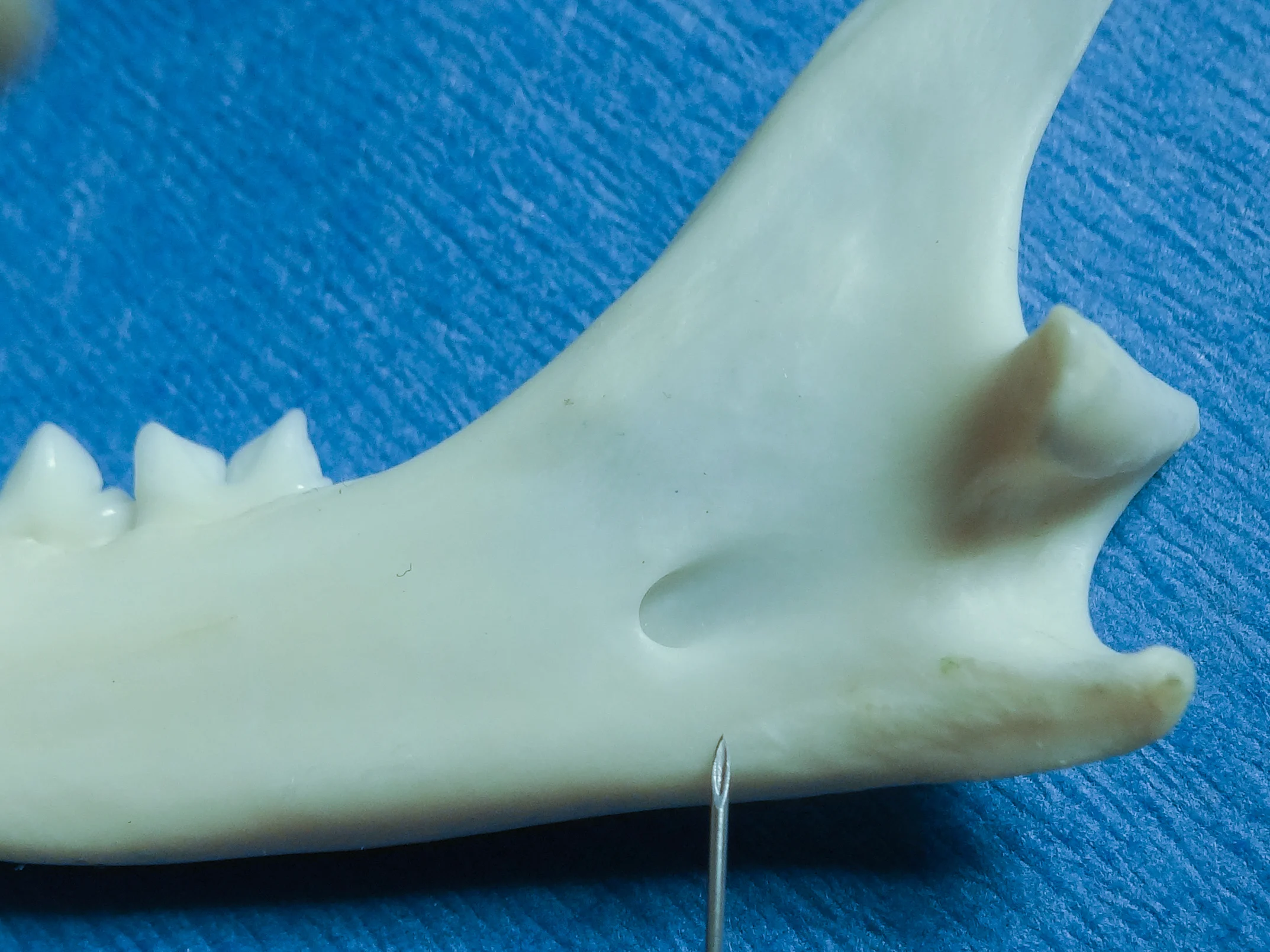 Lateral and medial photos of a feline mandible showing the location of needle insertion for a caudal mandibular nerve block.