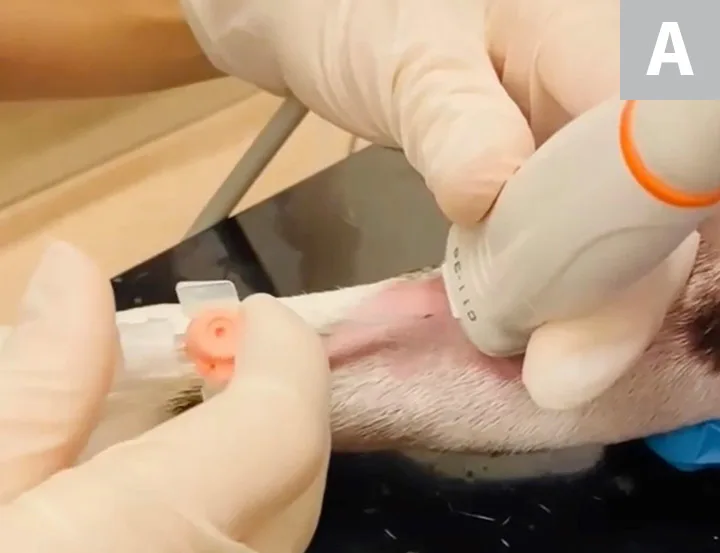 Gloved hands holding ultrasound probe over limb of pet and ultrasound image with arrow pointing to blood vessel.