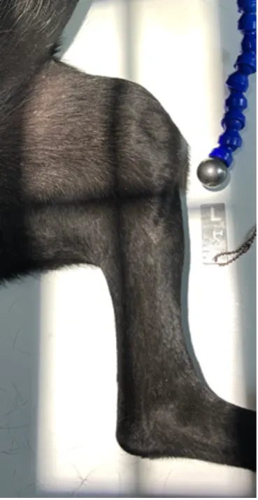 Proper collimator beam alignment and positioning of a dog's left pelvic limb to obtain a lateral radiograph of the tibia.