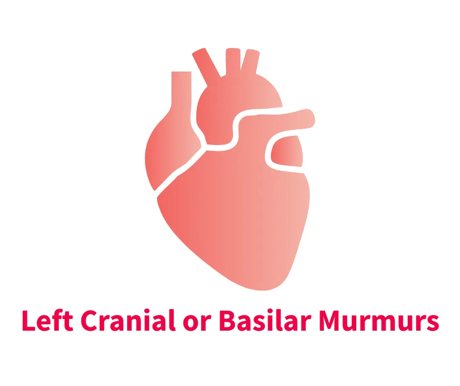 A stylized illustration of a heart highlighting the left cranial or basilar murmurs, with the heart depicted in a gradient of pink shades. The text "Left Cranial or Basilar Murmurs" is prominently displayed in bold red below the heart illustration.