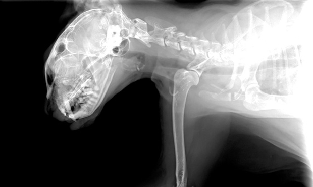 Head Trauma in Dogs - Signs, Causes, Diagnosis, Treatment