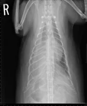 Clinical Image: Radiograph of a Cat