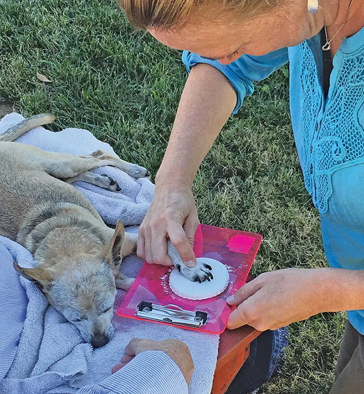 Pet owner pressing dog's paw into clay.