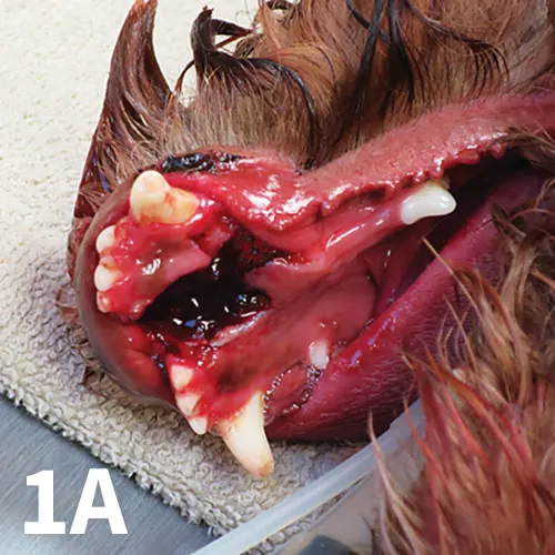 The broken, dislocated rostral mandible of a small dog before and after repair.