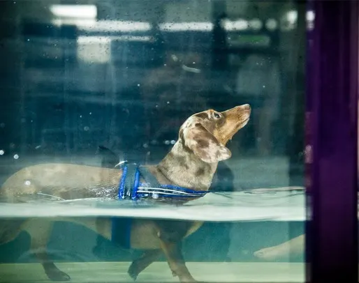 Dog in harness walking in underwater treadmill and looking upwards.
