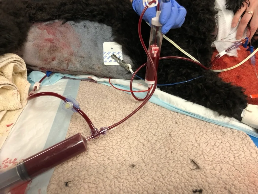 Laterally recumbent dog with blood-filled tubing emerging from abdomen and thorax connected to syringe held by gloved hands.
