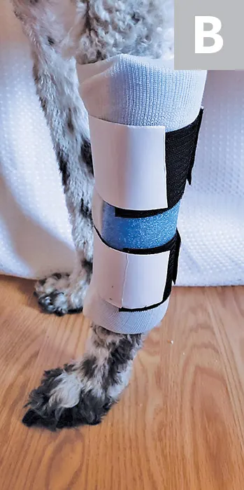 A completed coaptation device on a standing dog’s leg.