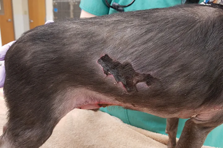 Wide, irregular smooth black defect in skin of lateral thorax in a dog.