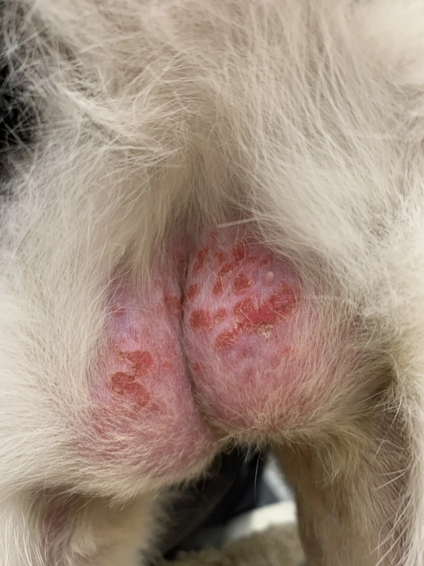 Alopecia and irregular erythematous slightly raised lesions with brown crusts on a cat.