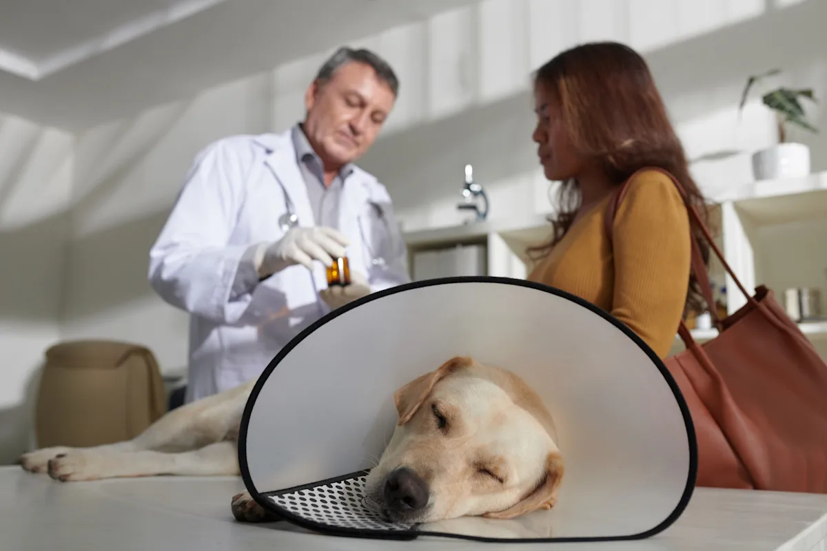 A veterinarian in a white coat prepares medication while a woman observes, standing beside a table where a sleeping Labrador retriever wearing an Elizabethan collar rests. The setting is a veterinary clinic with medical equipment and a calming atmosphere.