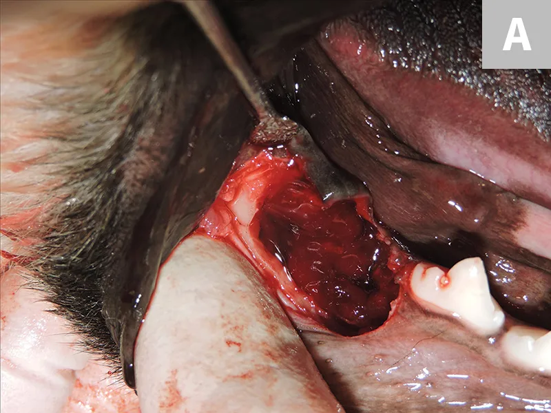 Figure 4A: Close-up of defect filled with blood where molar was extracted in mouth of dog. Figure 4B: Close-up of defect where molar was extracted in mouth of dog after bleeding was stopped.