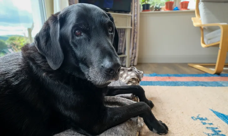 A black Labrador dog sitting on a dog bed inside a home.