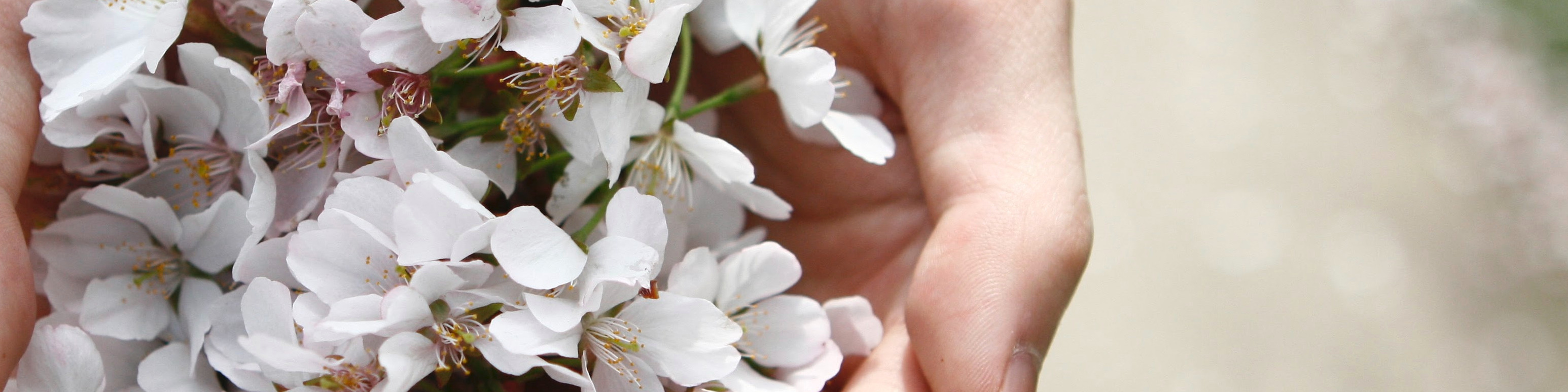 Bunches of White Flowers in Hands by Chungkuk Bae - Full Landscape