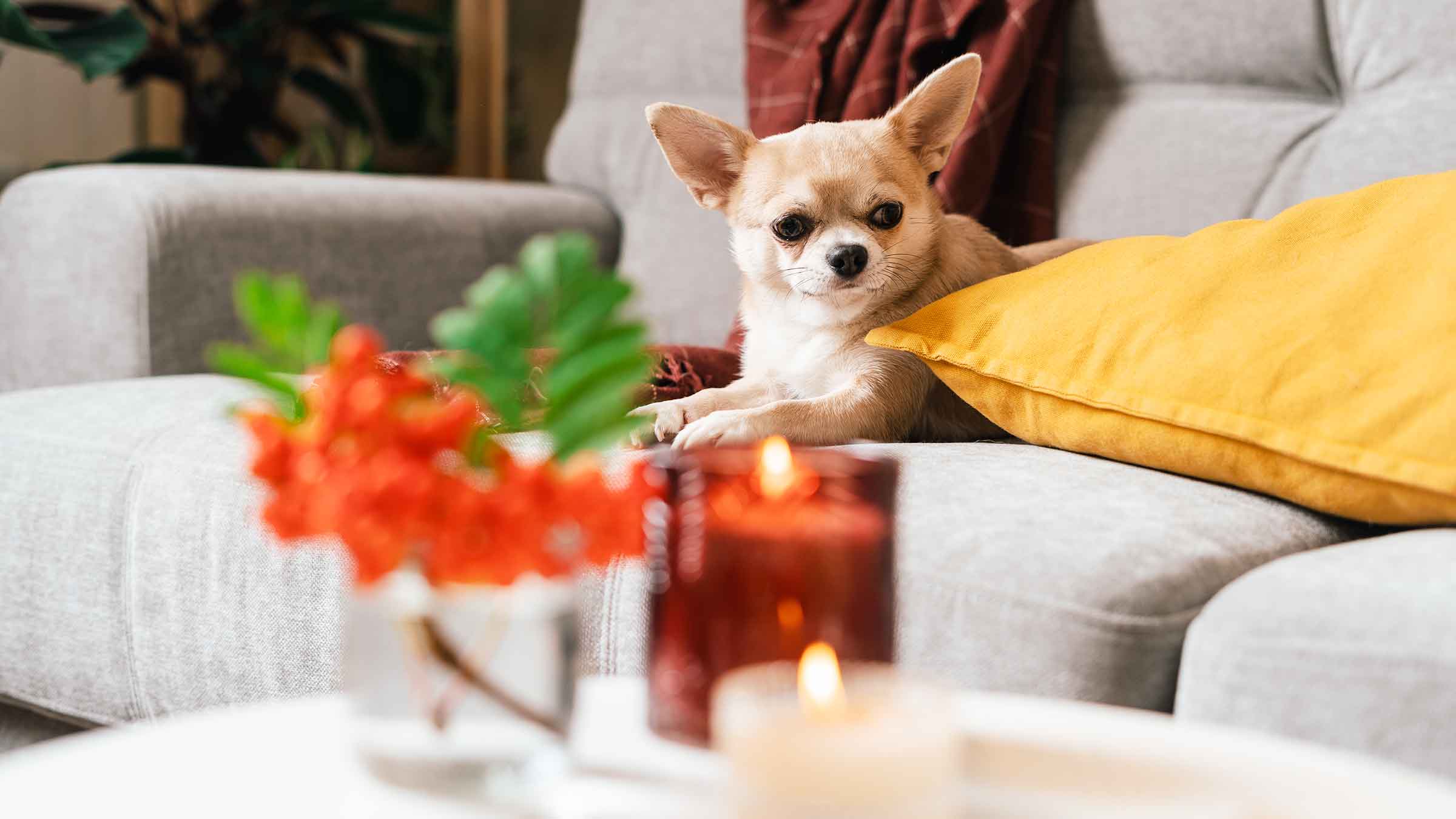 https://images.ctfassets.net/4f3rgqwzdznj/14wbIJBfDvU1XX905Rzv8I/f2fc96556991c719162e7a19ed97cd75/dog_couch_candle_1347233764.jpg