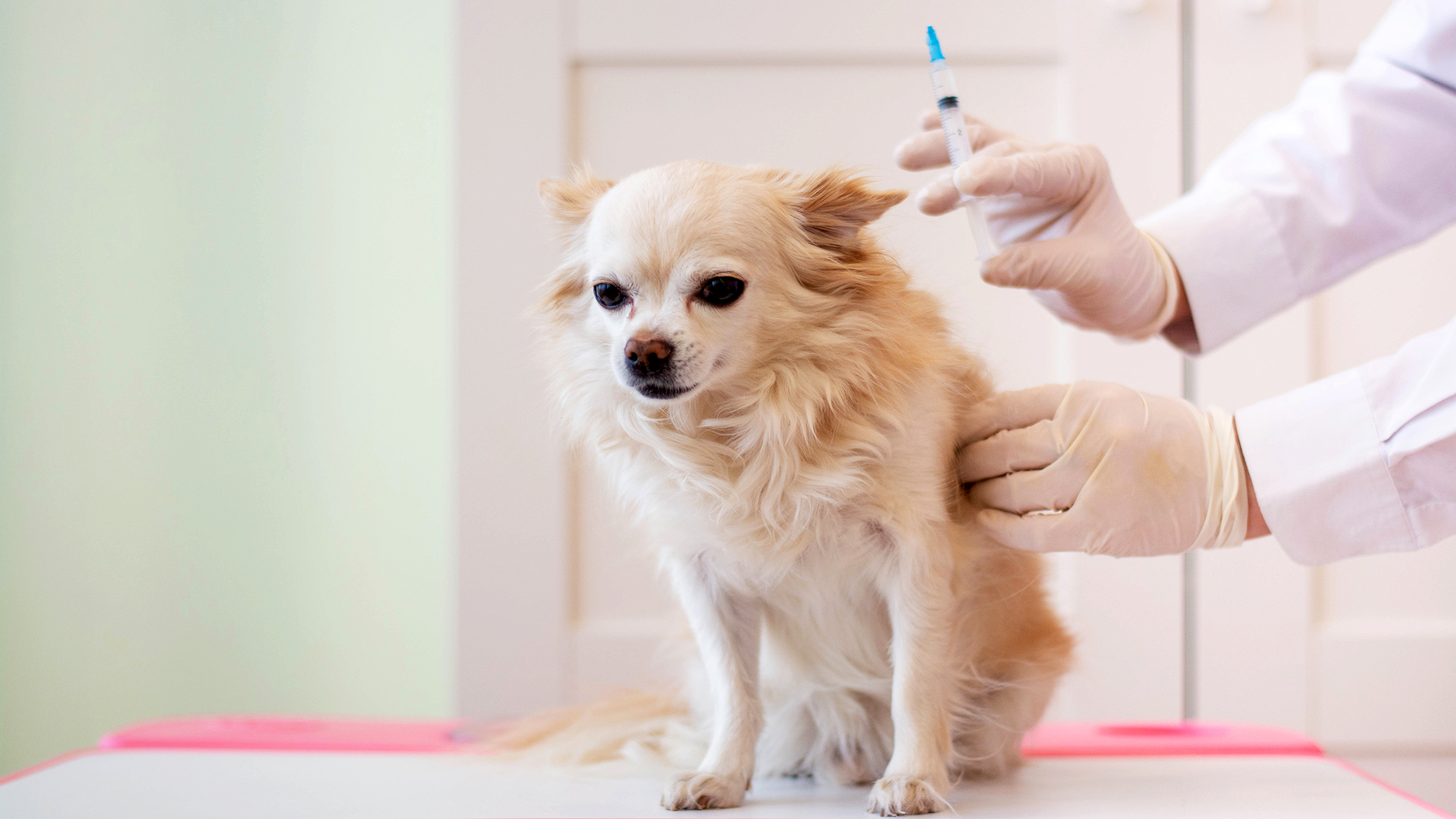 How Do Vets Express Dogs Glands: Expert Tips & Techniques