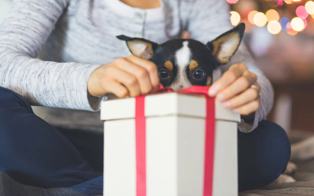 7 Tips to Keep Your Pets Safe This Holiday Season