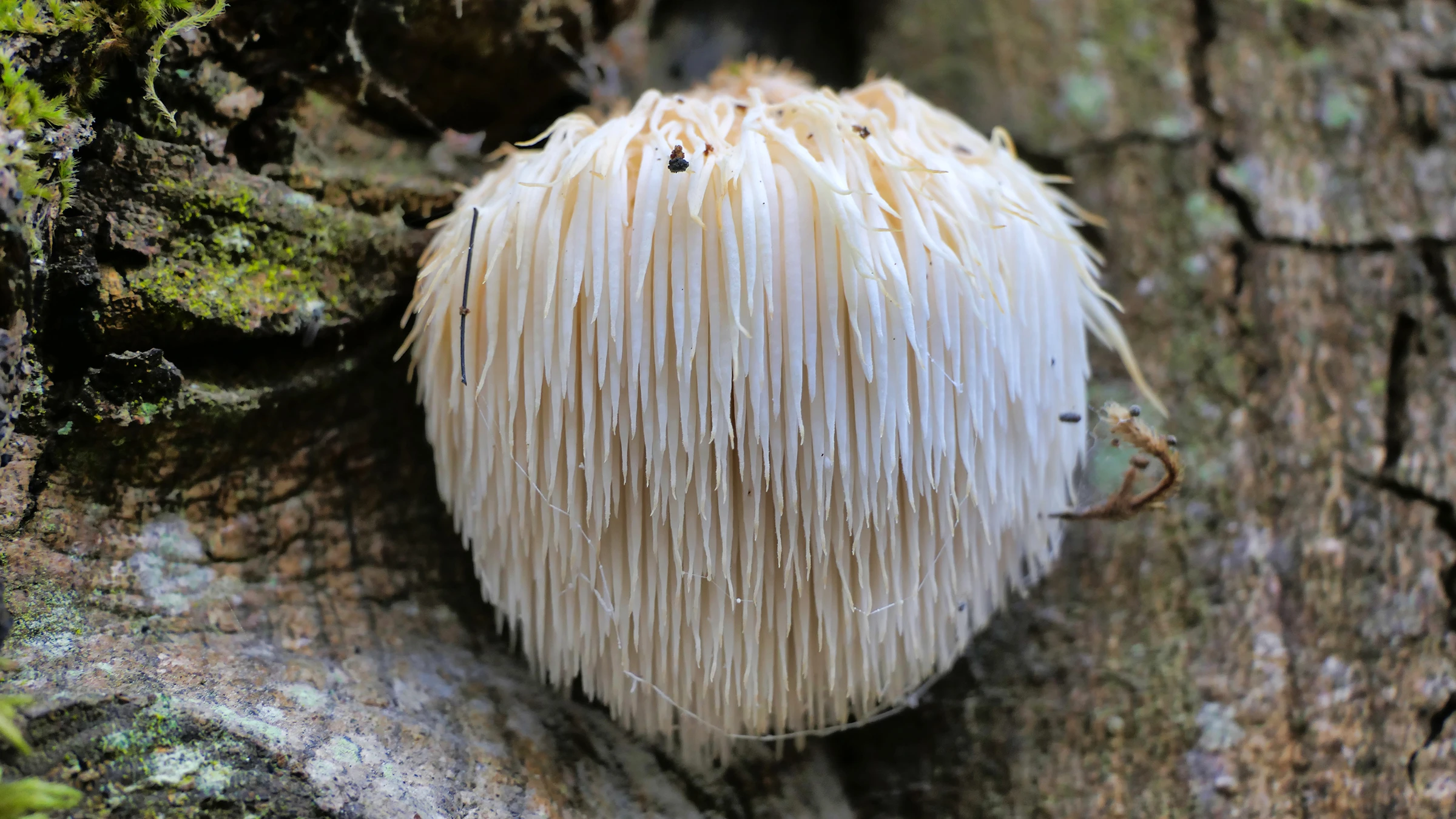 mushrooms glp 1 Medicinal show promise for combating insulin resistance  Semmelweis University Mushrooms Supplements for Testosterone Boost