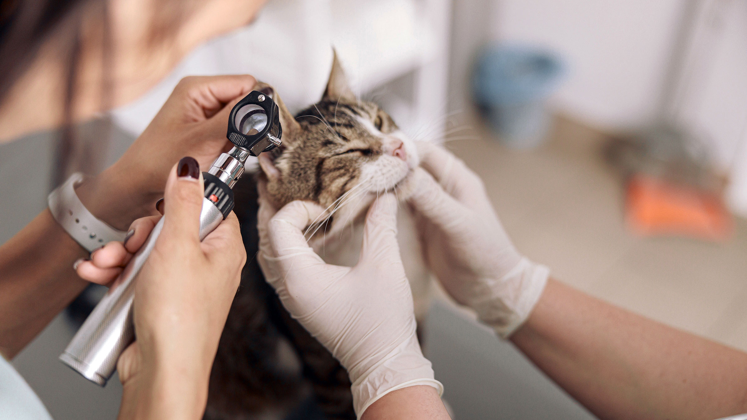 What Are Cat Polyps (And Should You Be Concerned)? - GoodRx