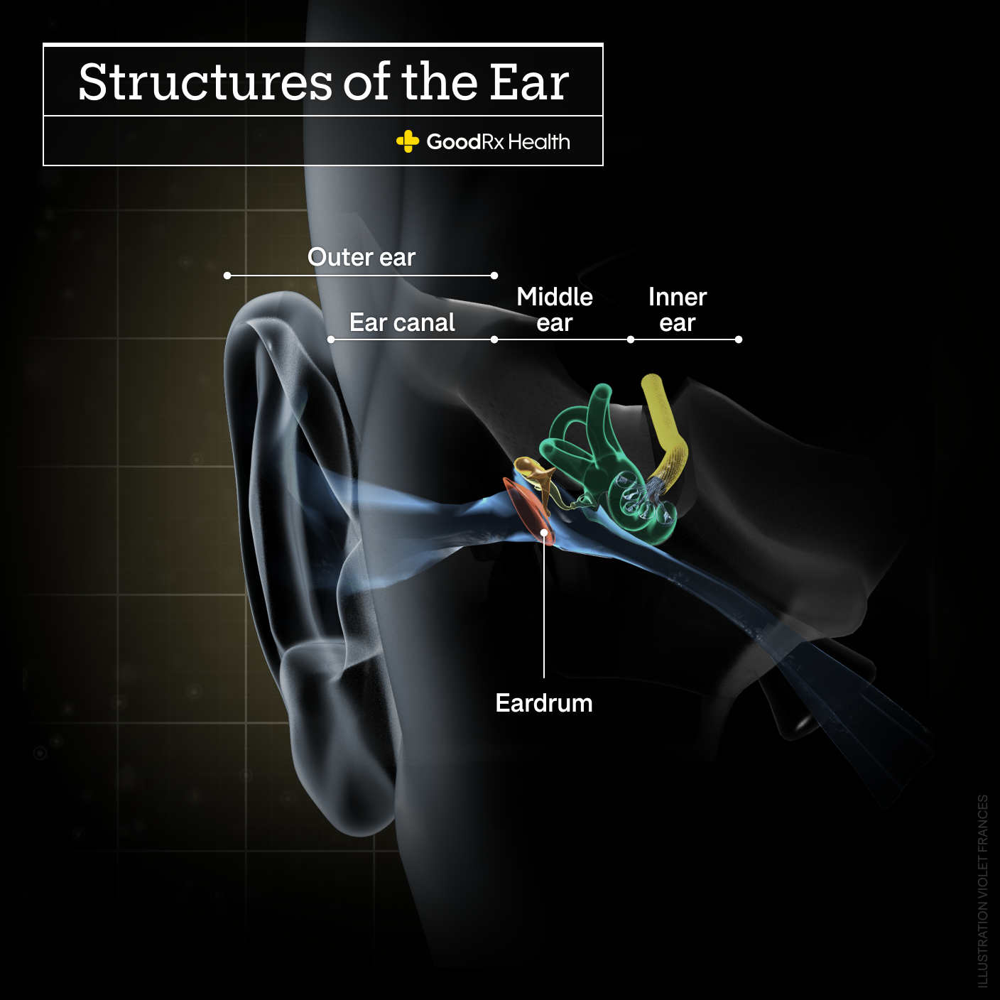 A 3D illustration of the structures of the ear including outer ear, ear canal, middle ear, inner ear, and eardrum.