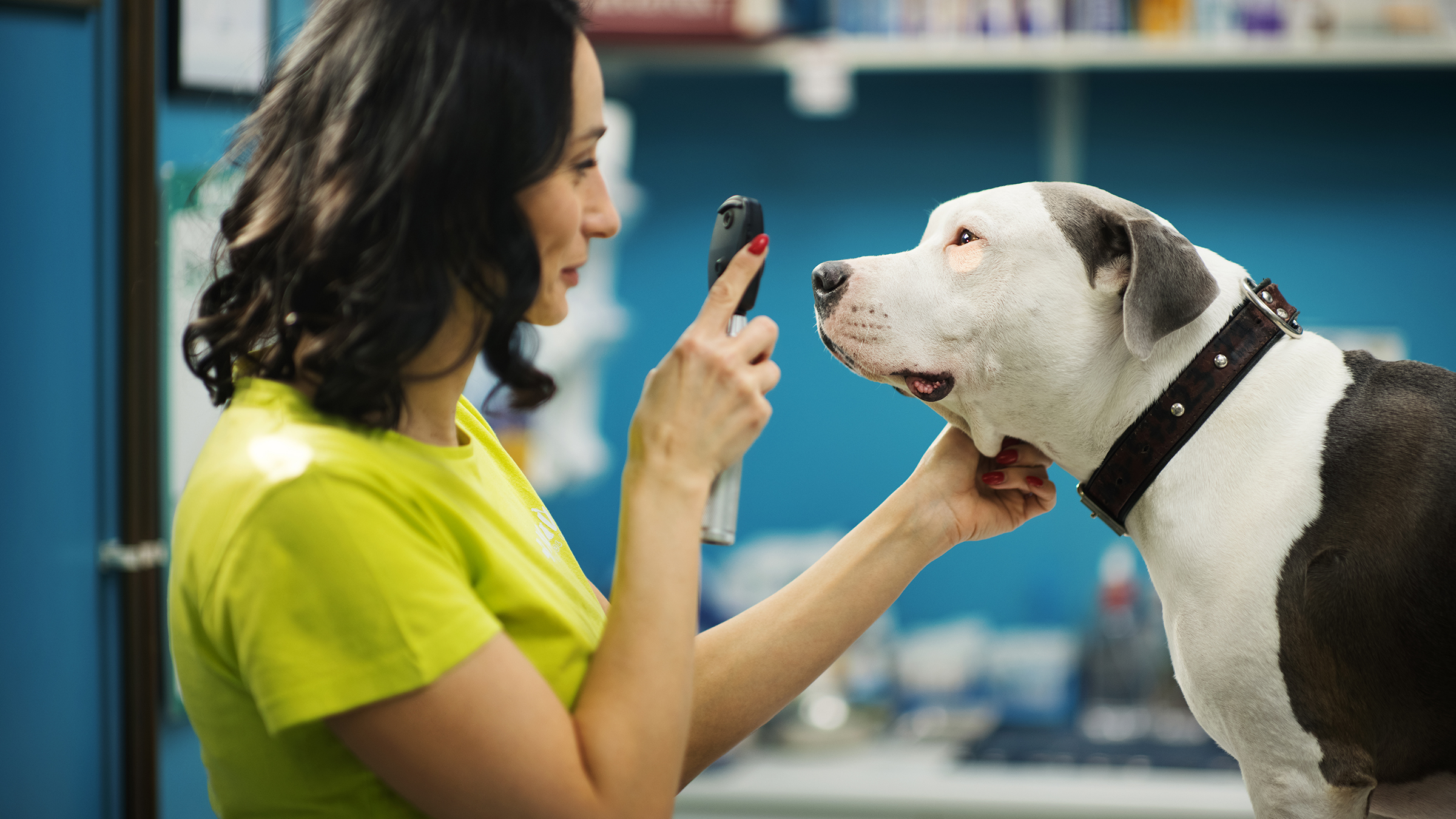 human anti itch cream for dogs