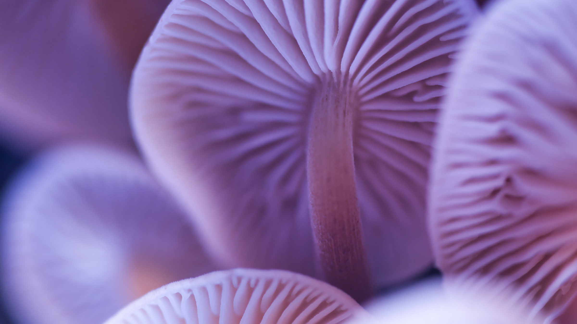 Do Functional Mushrooms Help Pain Inflammation and Sleep Yes