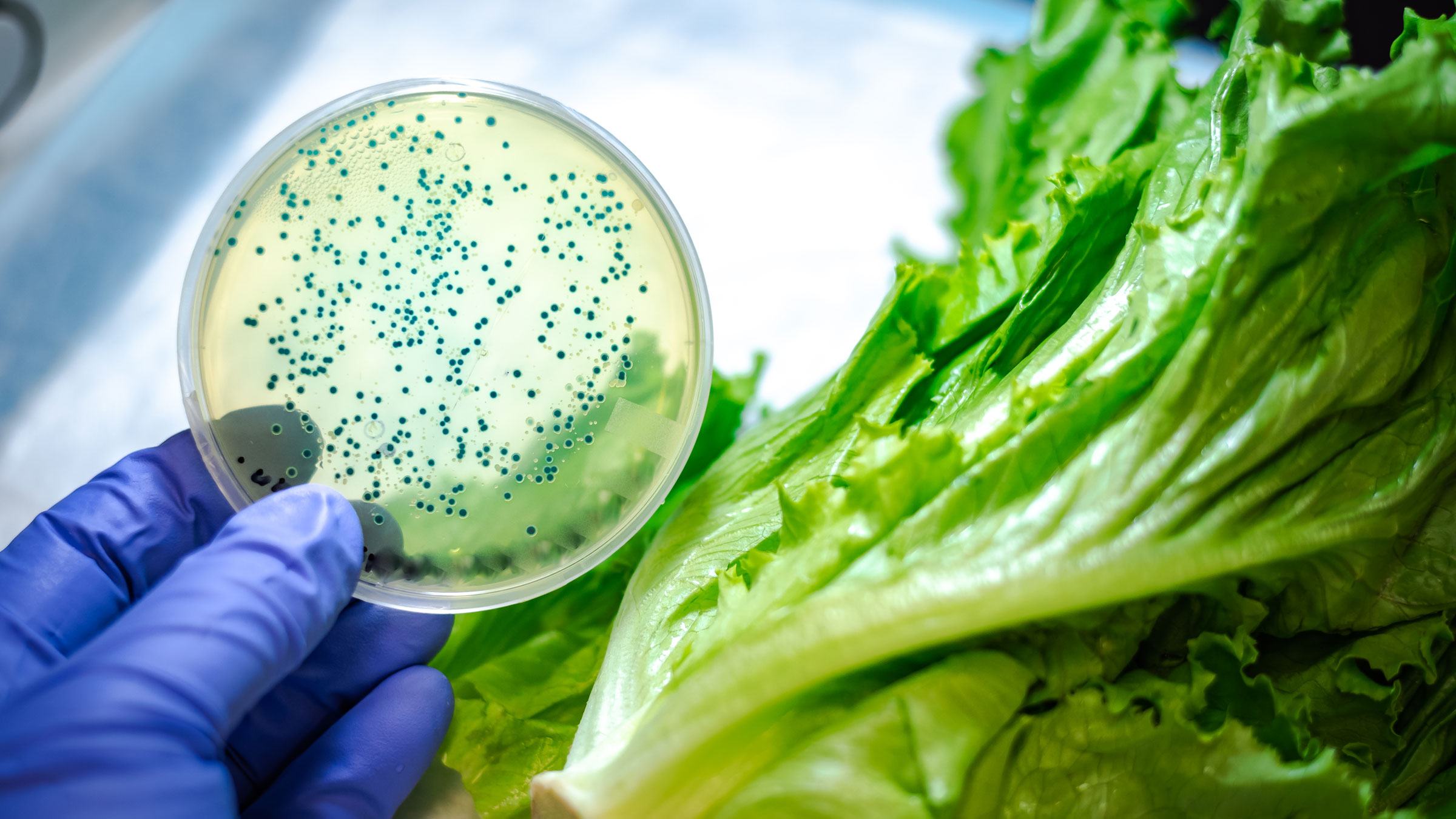What Is E. Coli? Key Facts to Know About Food Poisoning and Beyond GoodRx
