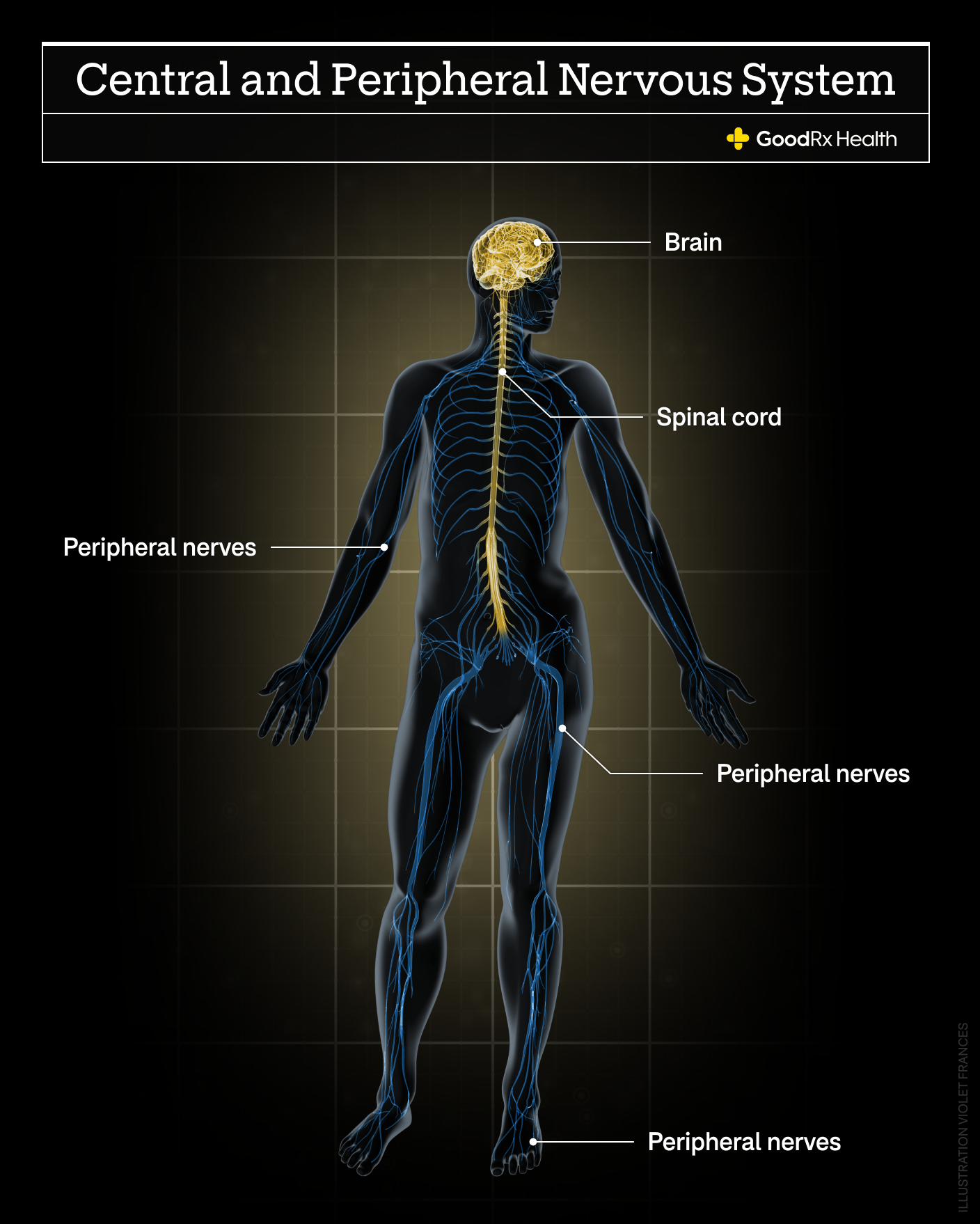 A 3D illustration of the central and peripheral nervous system including brain, peripheral nerves, and spinal cord.