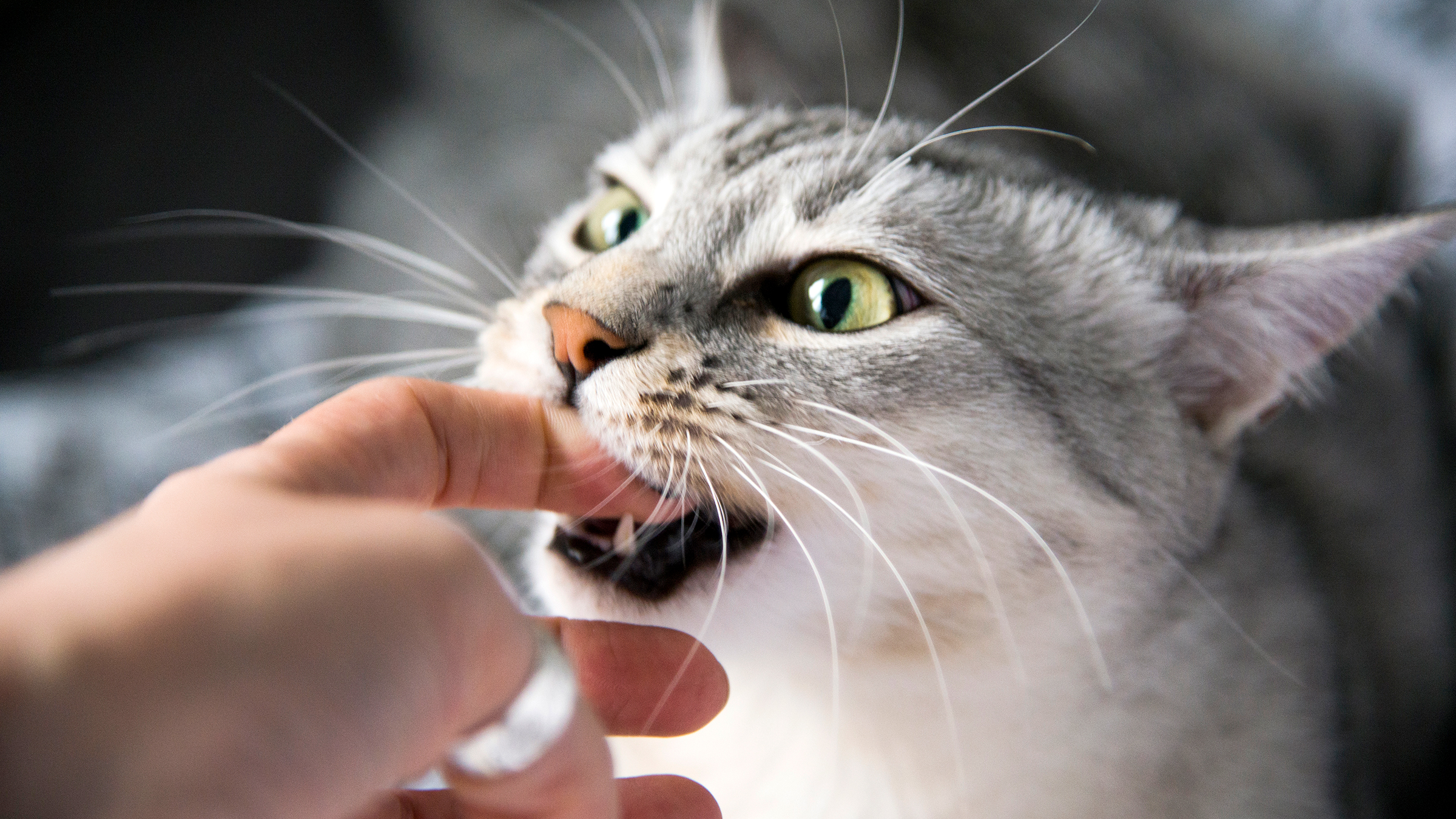 Why Does My Cat Bite Herself When Grooming: Surprising Reasons Explained