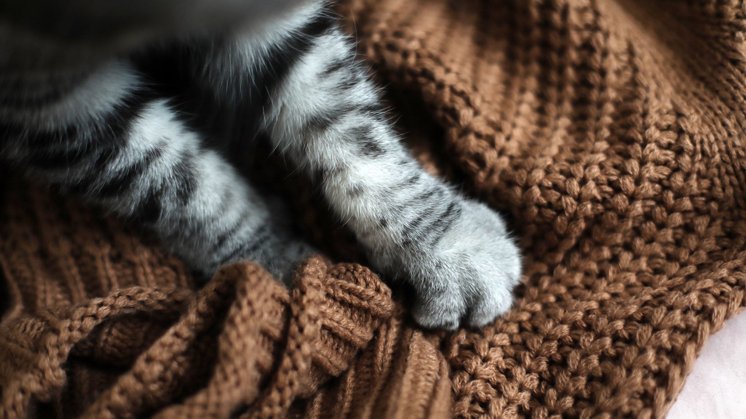 Why Do Cats Knead? 5 Reasons for This Feline Behavior - GoodRx