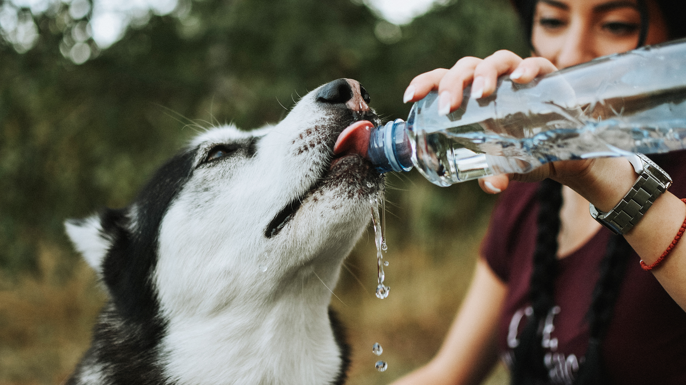 do water bottles keep dogs away