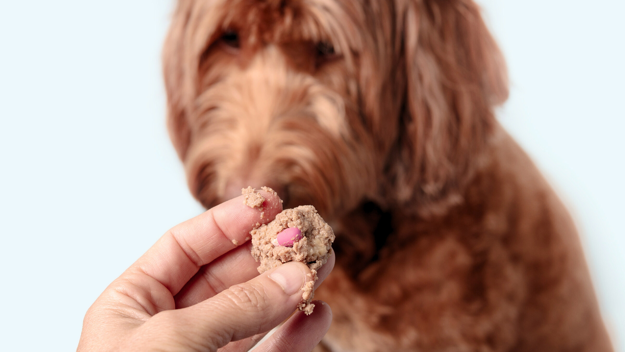 Dog treat for pills best sale