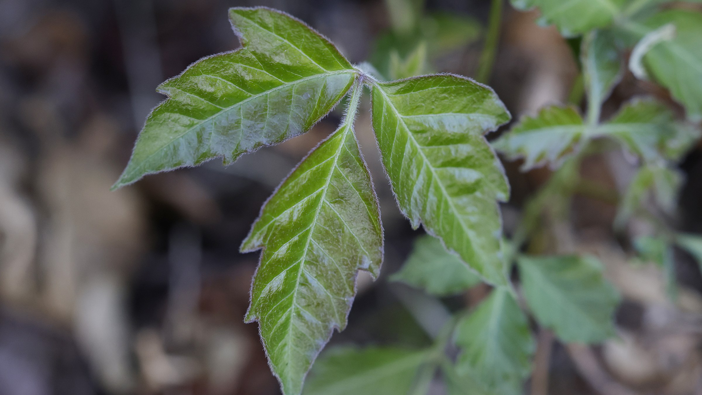 What Does Poison Ivy Look Like?