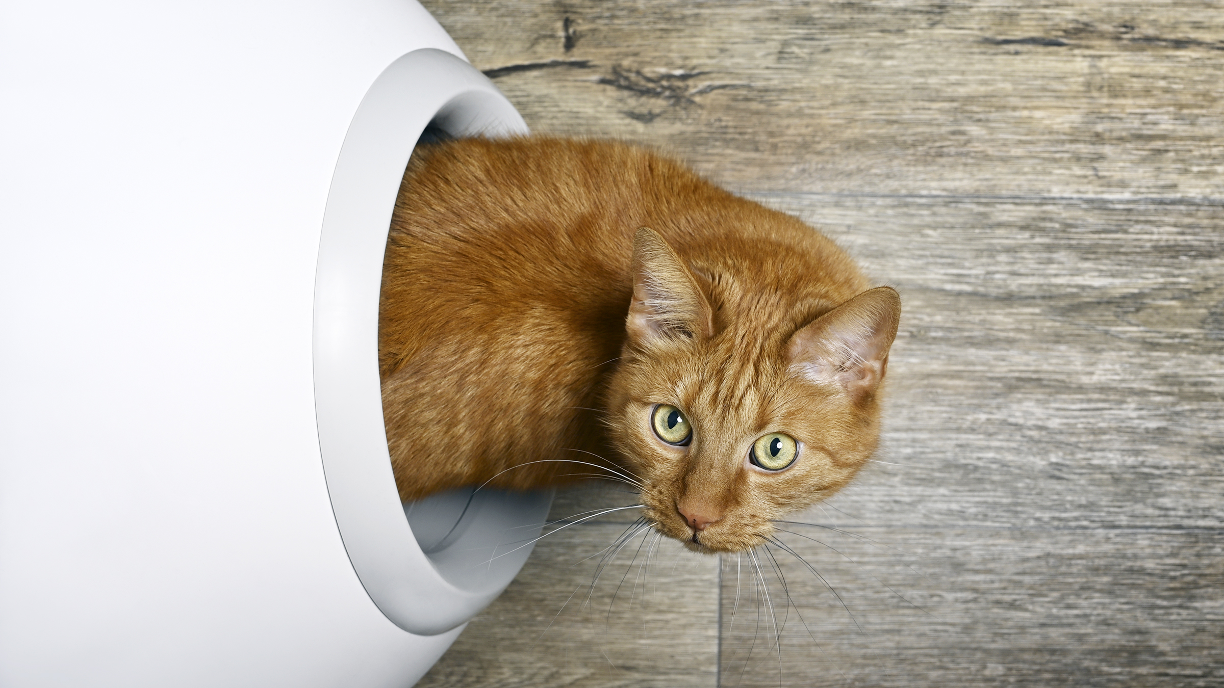 What to do outlet when cat stops eating