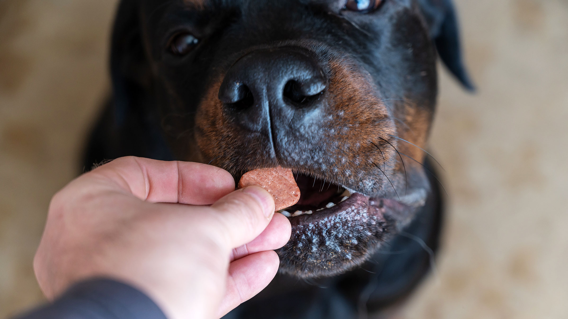 https://images.ctfassets.net/4f3rgqwzdznj/2I9hZNK9KEOQD4BekV3v5g/40fd309d7bf2d913da43ceae77b3a054/closeup_dog_eating_chewable_tablet_1396708723.jpg