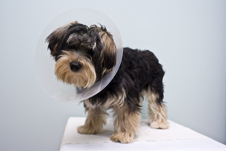 when should you neuter your dog