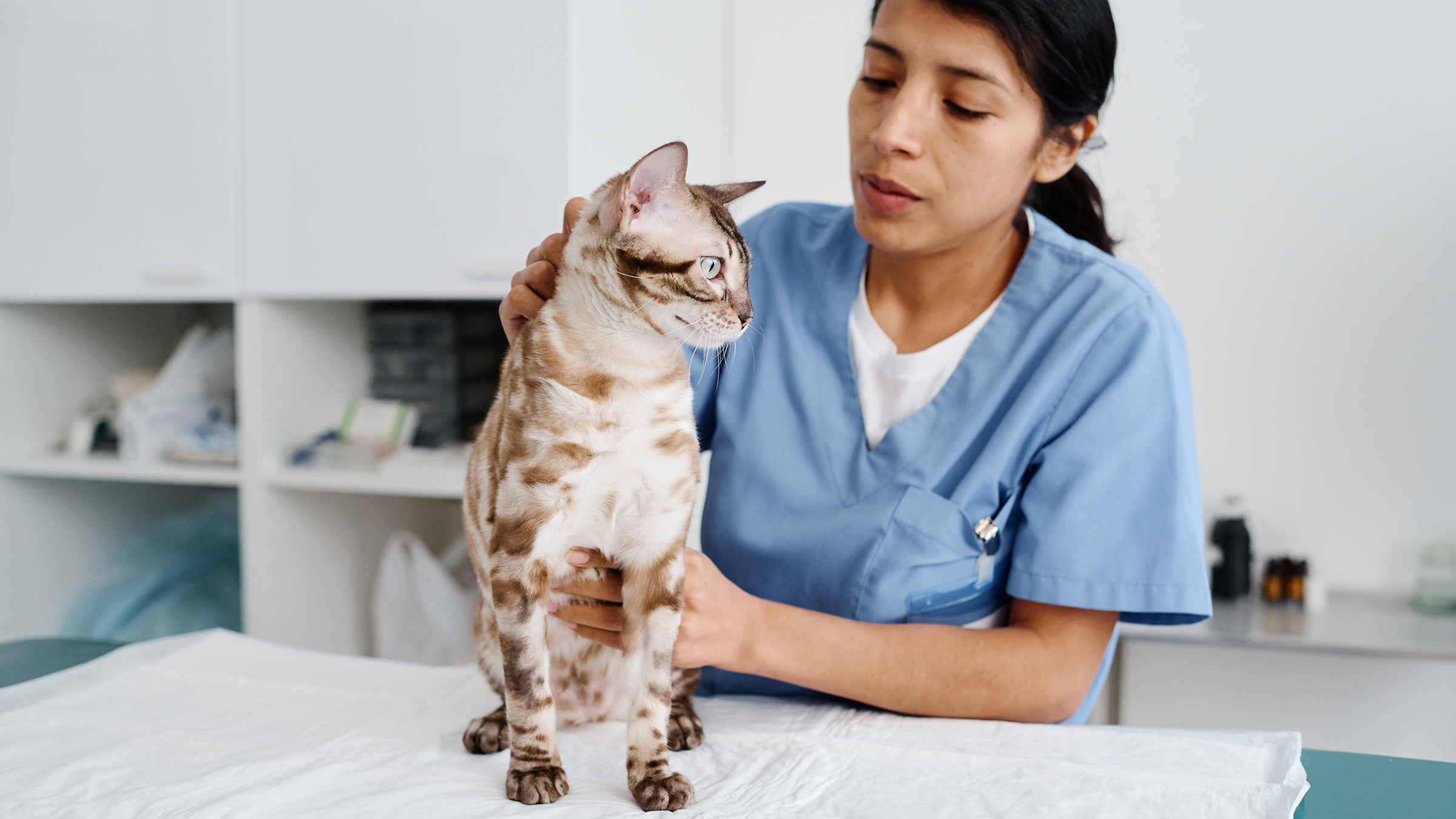 Topical ringworm shop treatment for cats