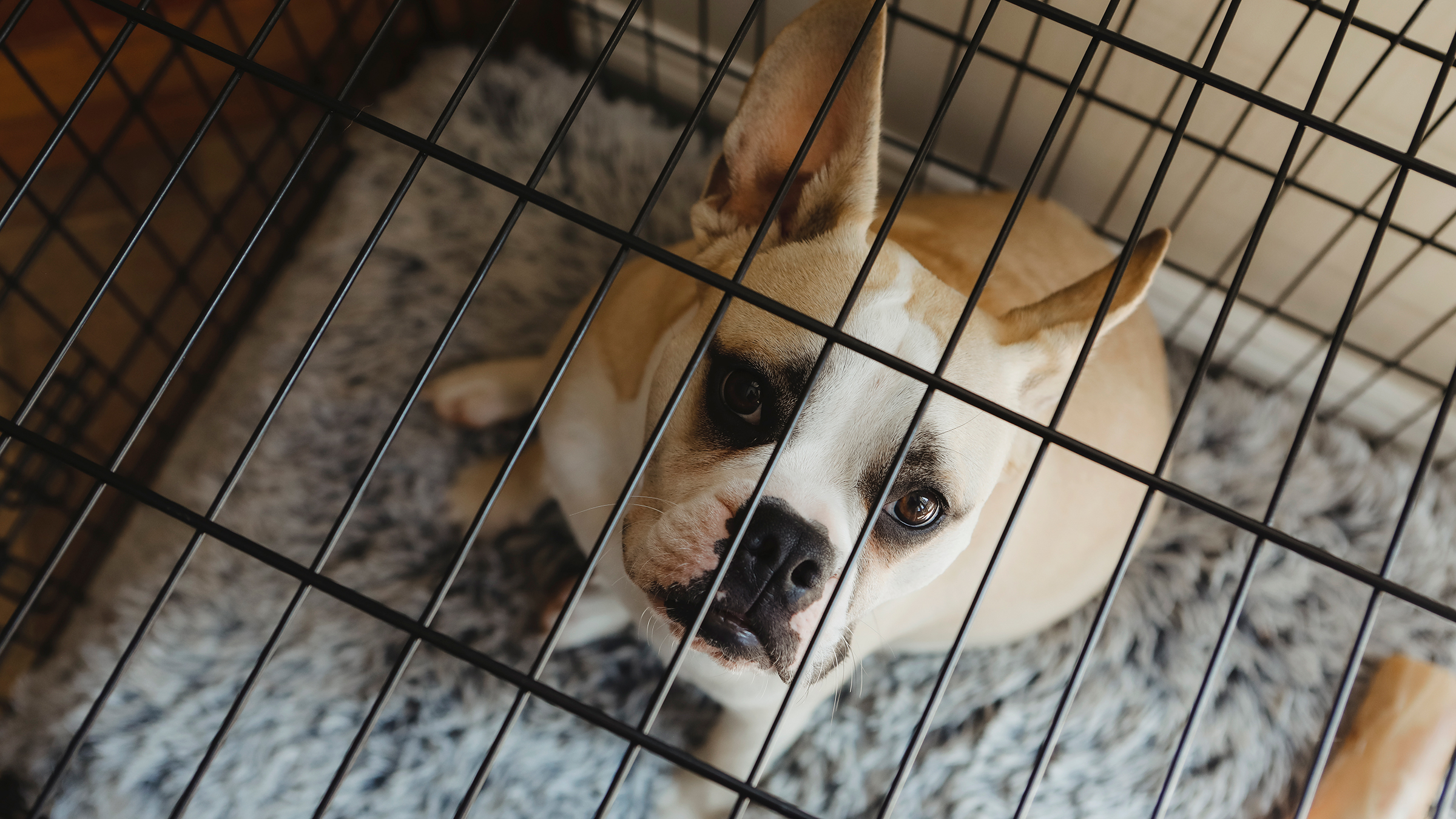 How Long Can A Dog Hold Its Bladder Overnight how-long-can-a-dog-hold-its-bladder-overnight