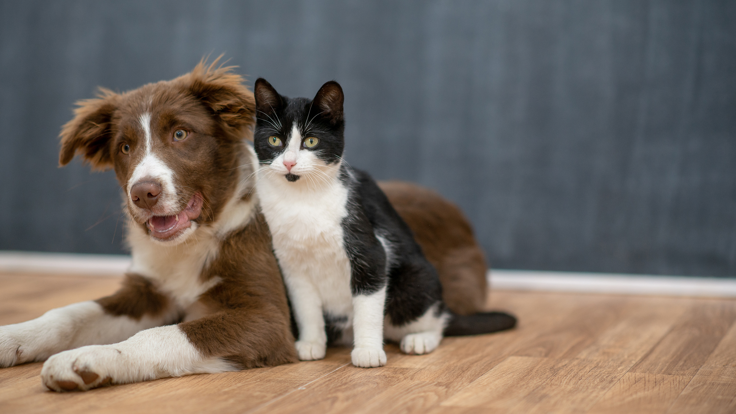 Can Dogs (or Cats) Get COVID-19? Here Are the Facts - GoodRx