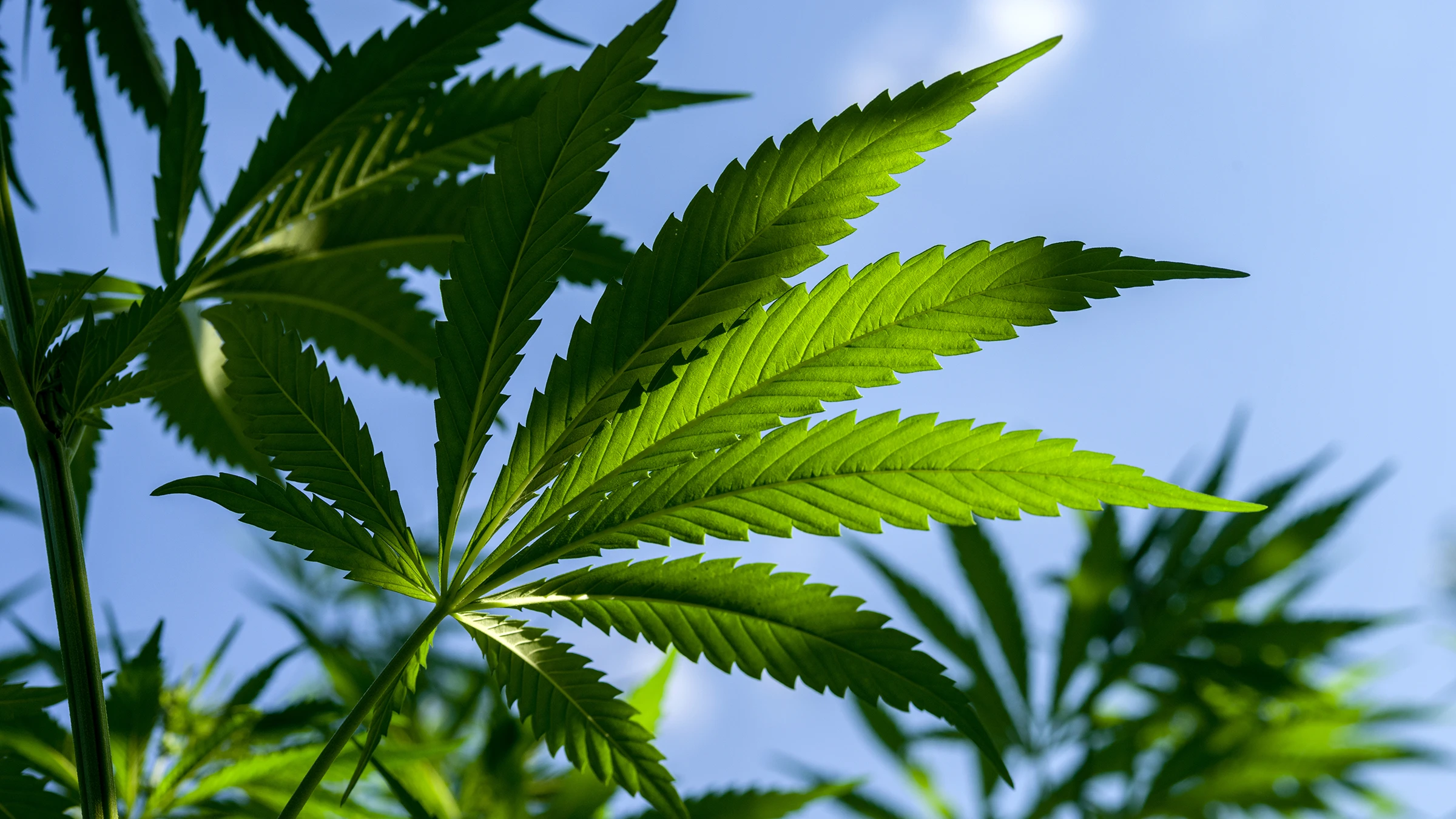Cannabis