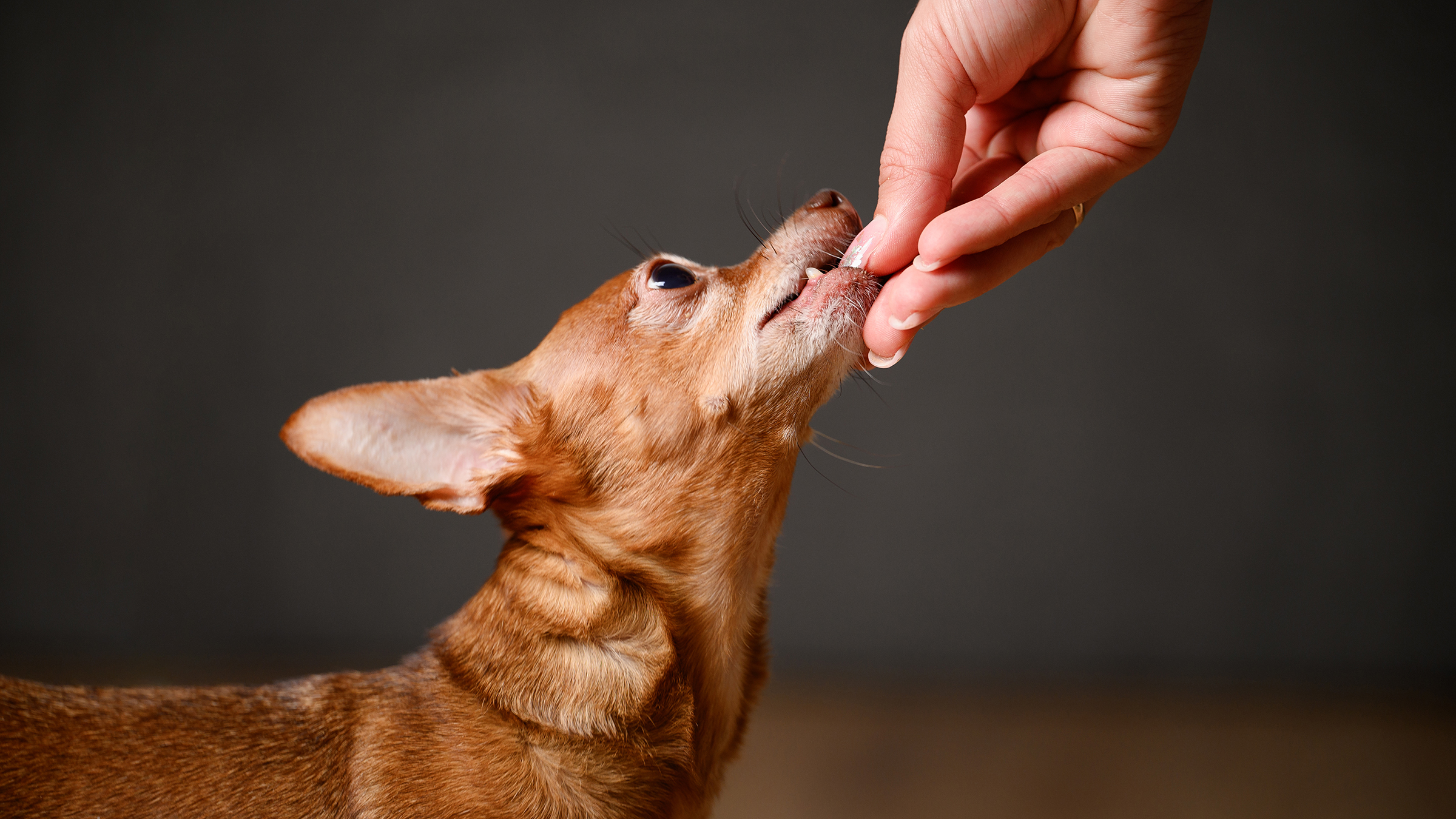 can apples make dogs sick