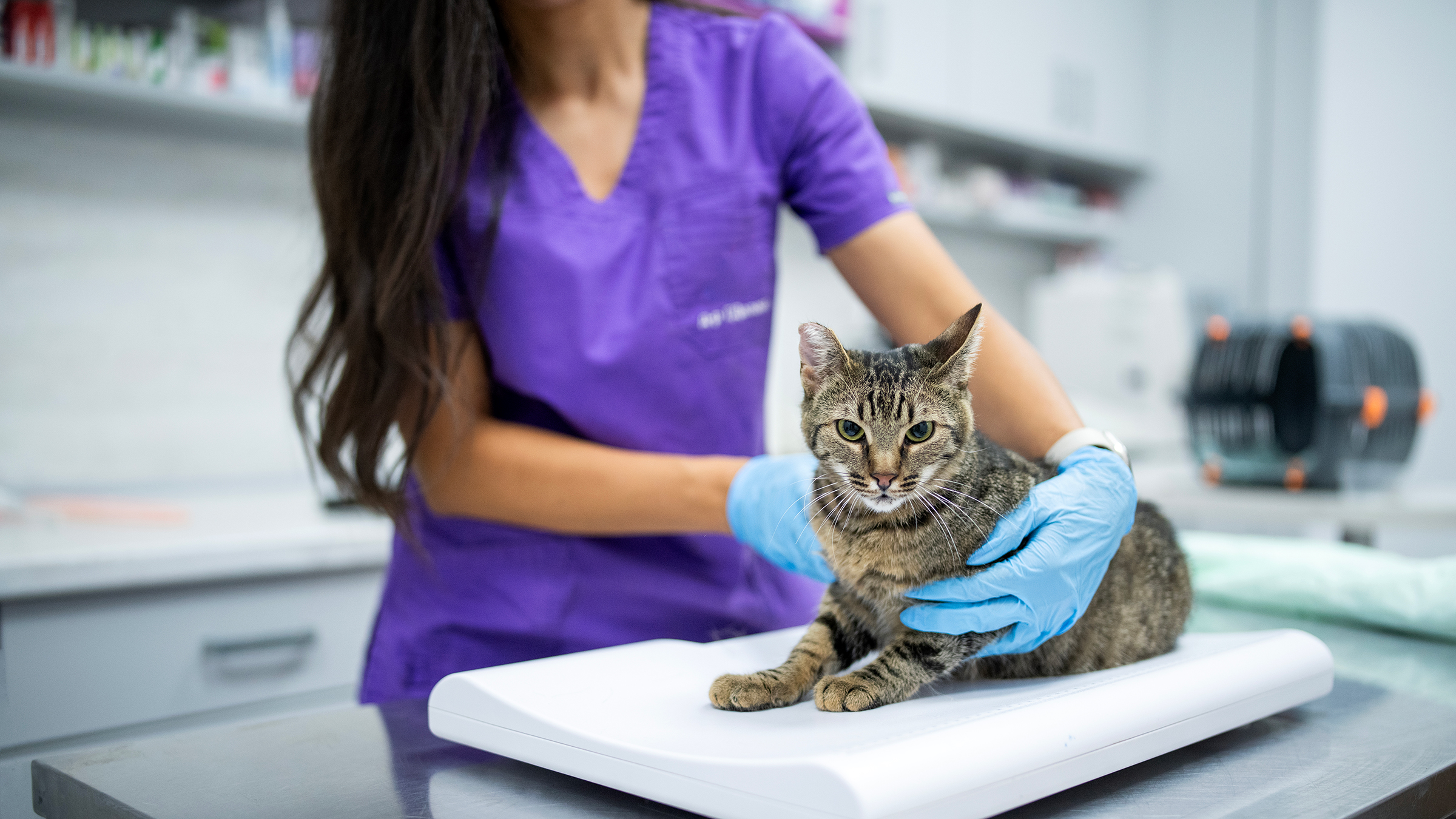 What Shots Do Cats Need Yearly: Essential Vaccines for Health