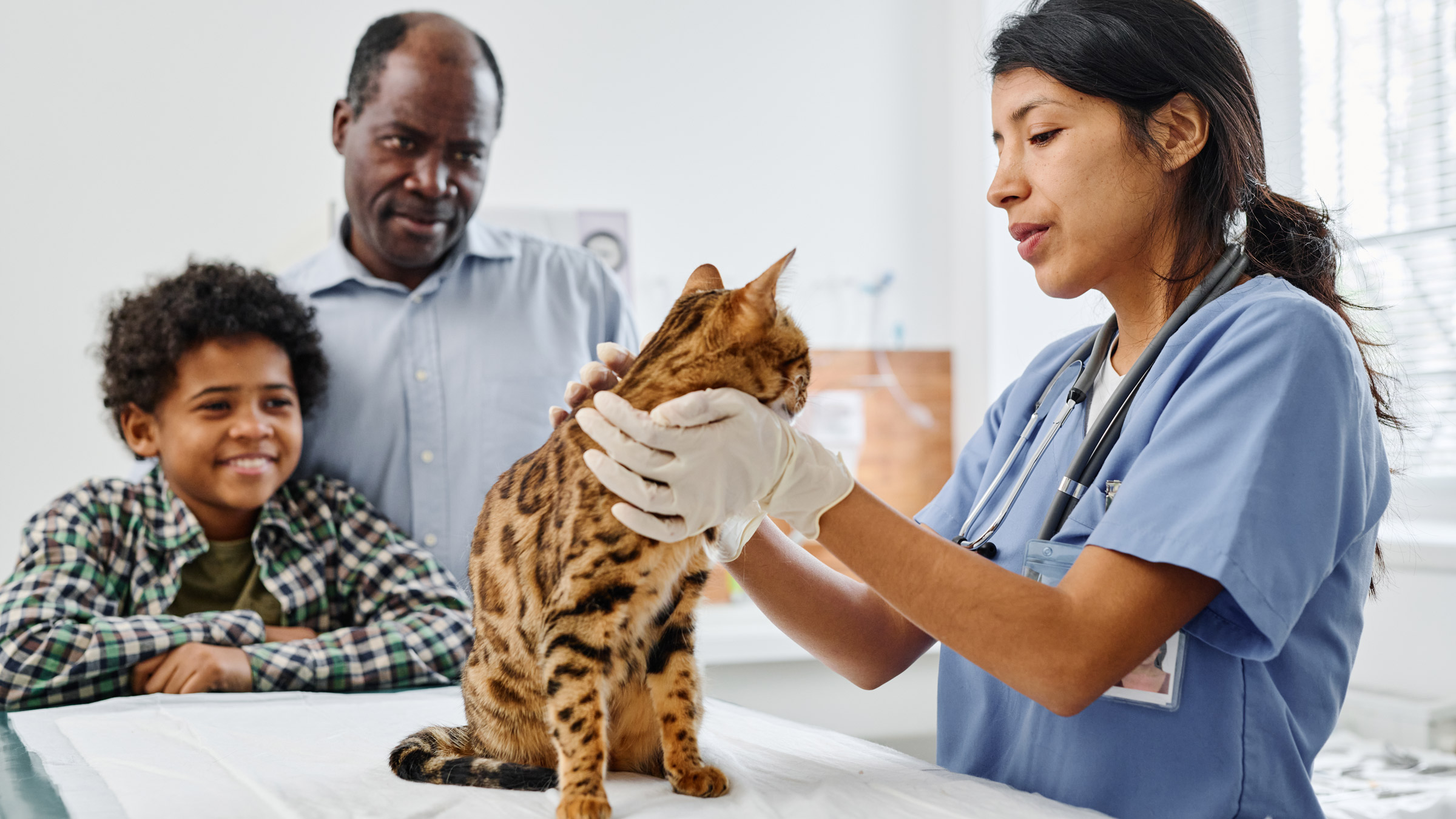 7-signs-of-hyperthyroidism-in-cats-goodrx