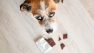 Can Dogs Eat Chocolate What To Do If Your Dog Eats Some GoodRx