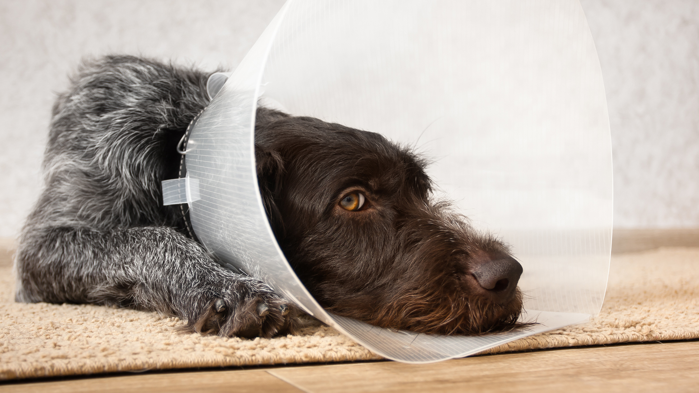 Dog Cone Alternatives For Post Op - Whole Dog Journal