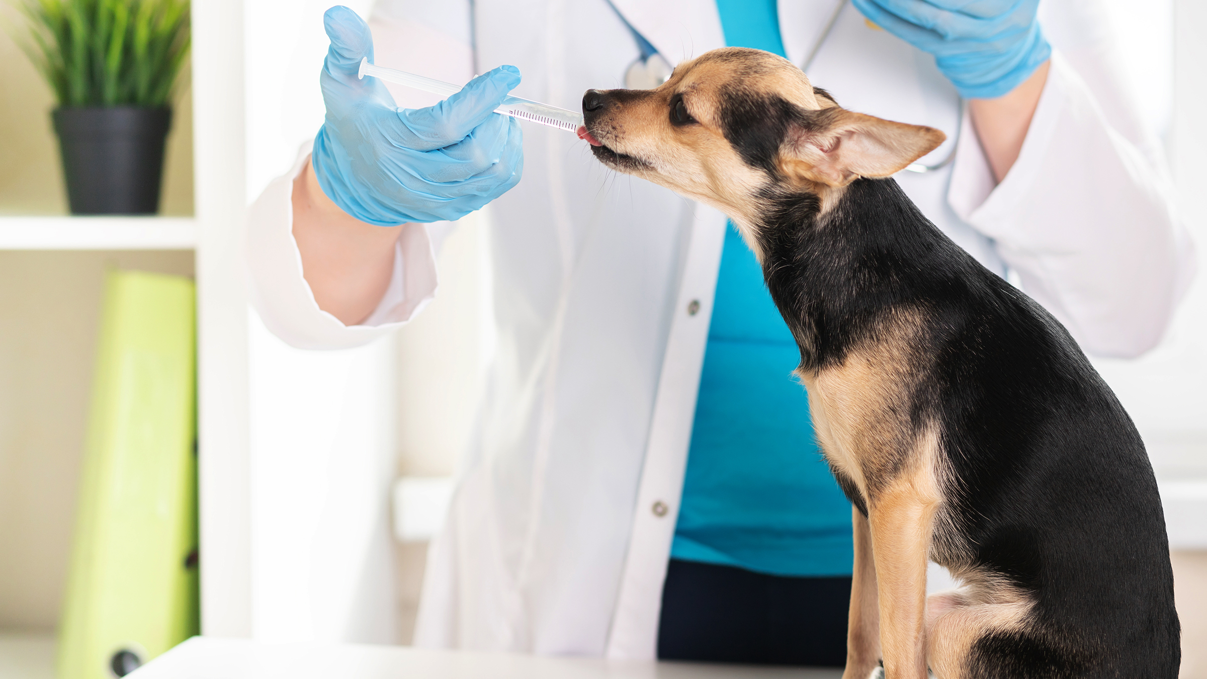 Phenobarbital for Dogs With Seizures What to Know GoodRx