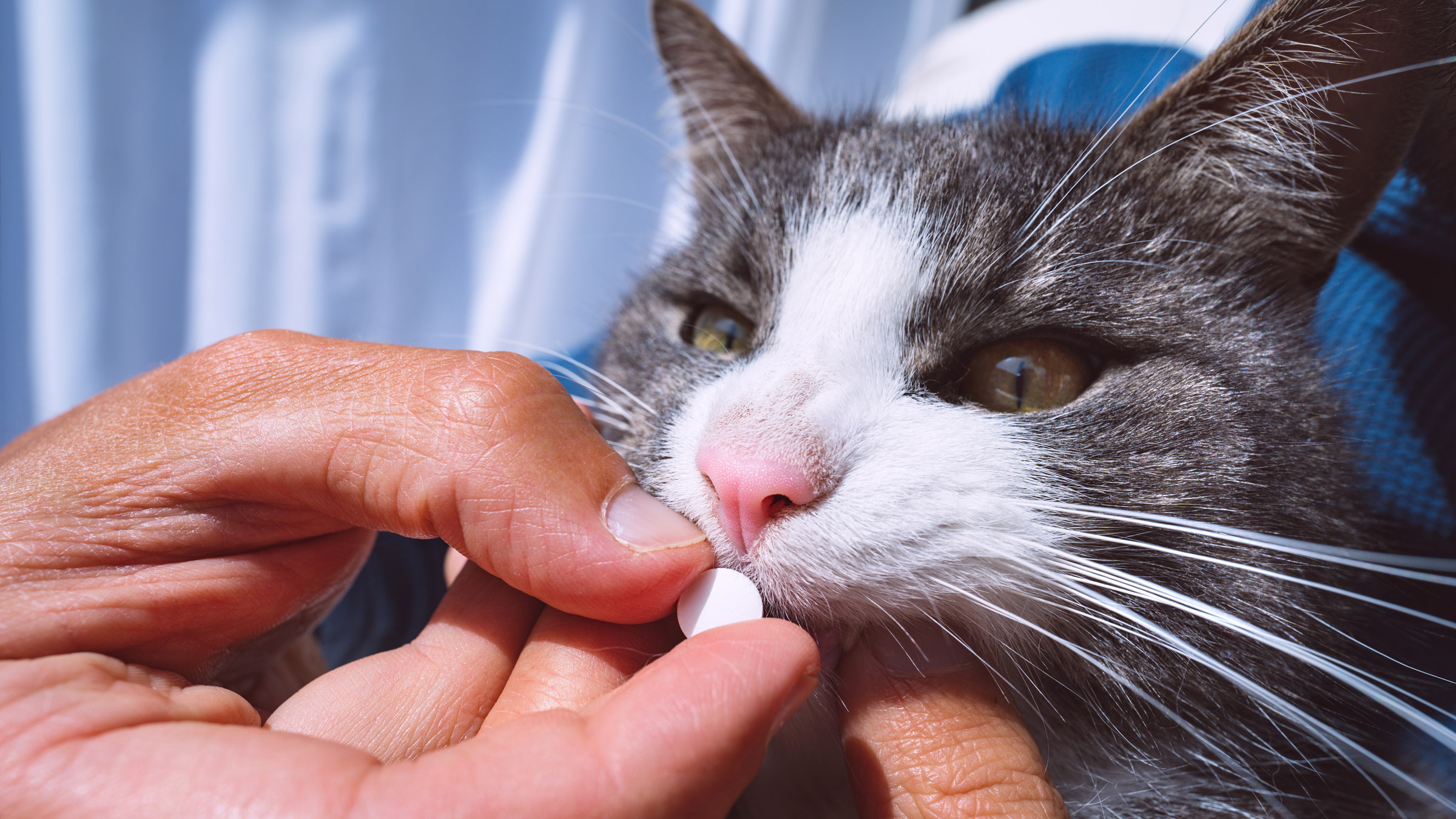 Over the counter treatment 2025 for worms in cats