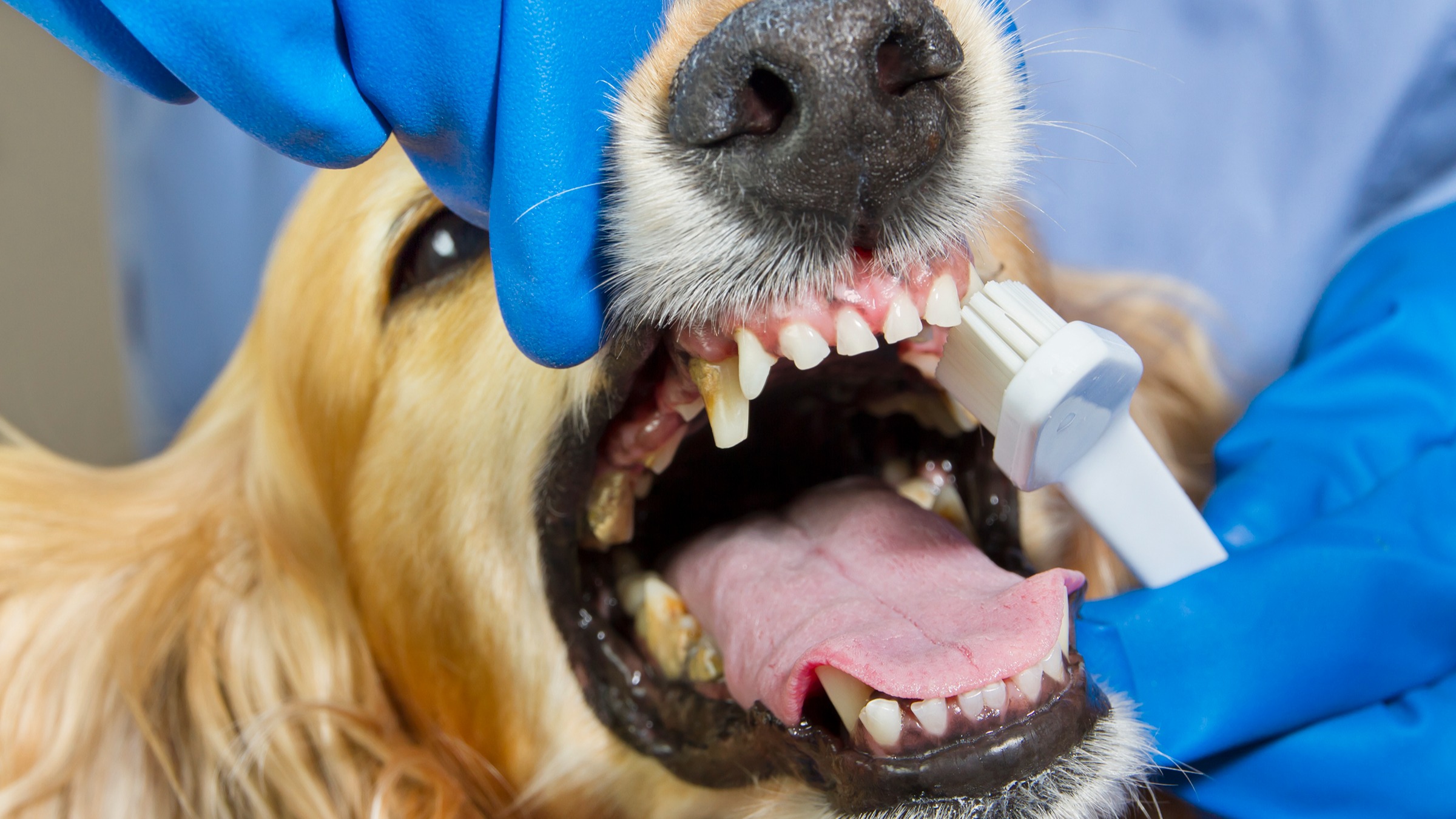 Průvodce čištěním psích zubů - GoodRx