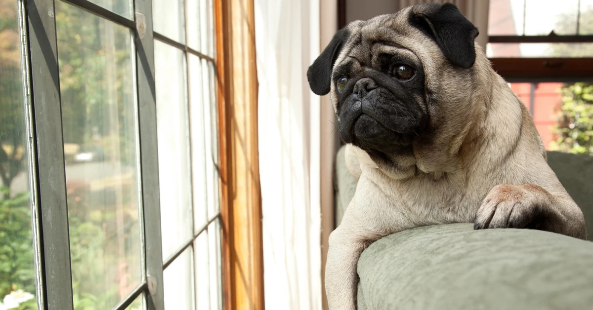 How to Manage Your Pet's Separation Anxiety As States Reopen